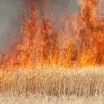 बिजली के शार्ट सर्किट से लगी आग किसान की फसल जलकर हुई खाक।