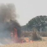 ग्राम सभा टीसौरा मे लगी आग किसानो के लगभग 50 बीघा गेहूँ जलकर हुई राख