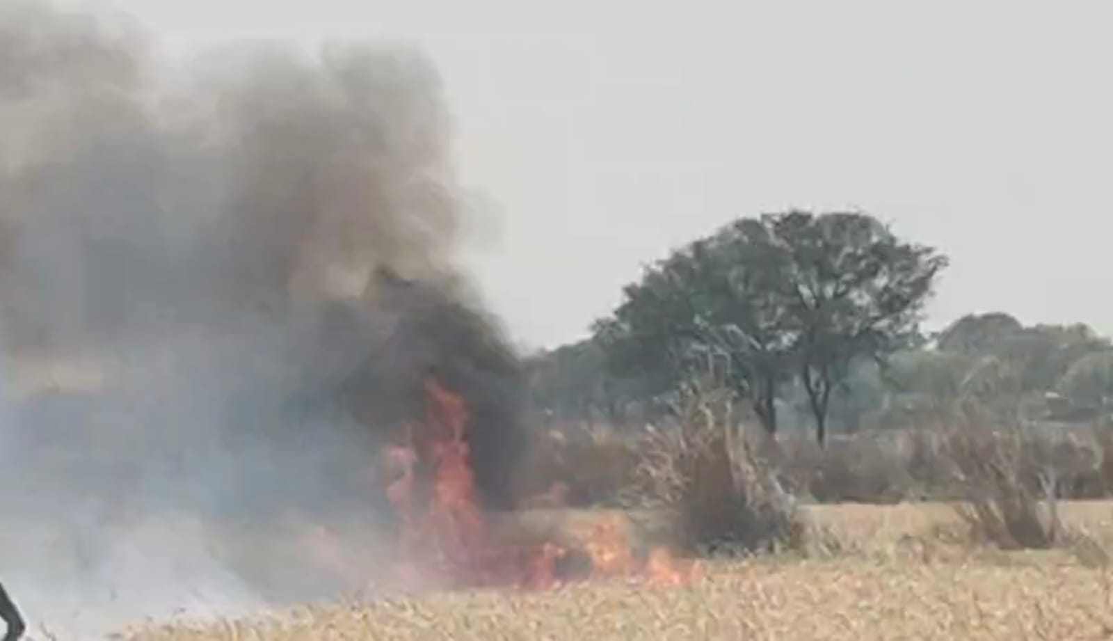 ग्राम सभा टीसौरा मे लगी आग किसानो के लगभग 50 बीघा गेहूँ जलकर हुई राख